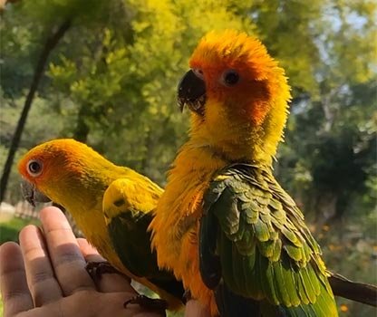 GPV Village Resort Gallery