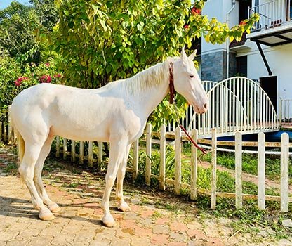 GPV Village Resort Gallery