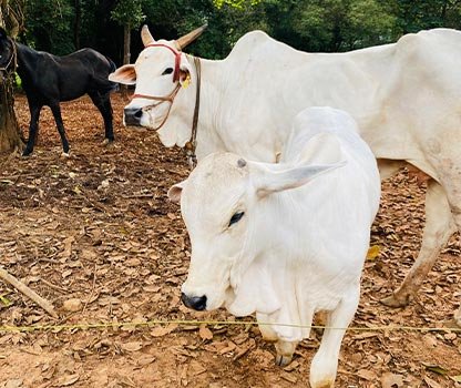 GPV Village Resort Gallery