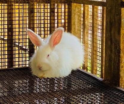 GPV Village Resort Gallery