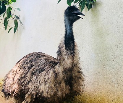 GPV Village Resort Gallery