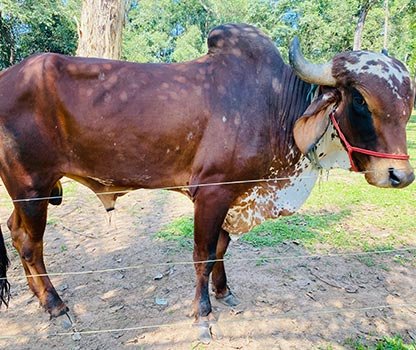 GPV Village Resort Gallery