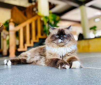 GPV Village Resort Gallery